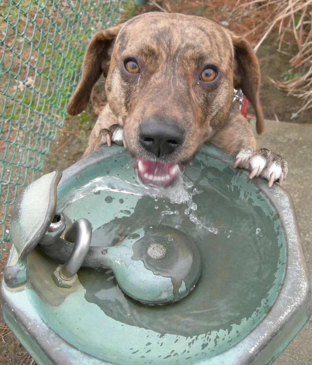 Собака жара. Животные в жару. Животные пьющие воду. Собака спасается от жары. Как поить собаку