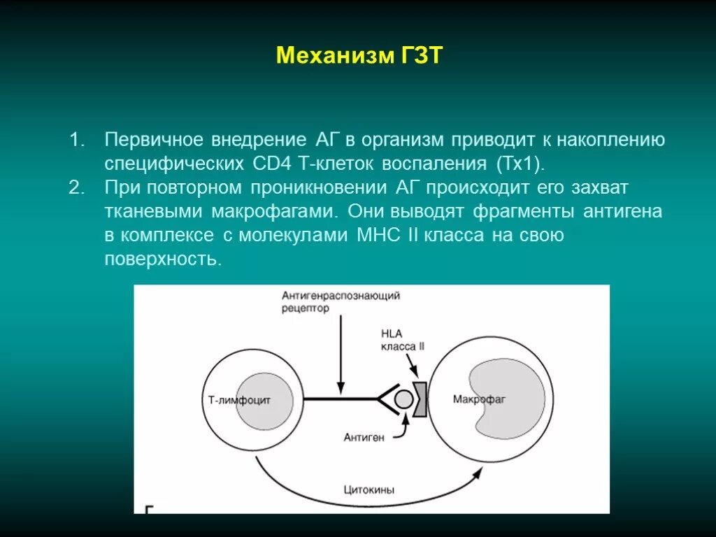 Презентация гиперчувствительность немедленного типа