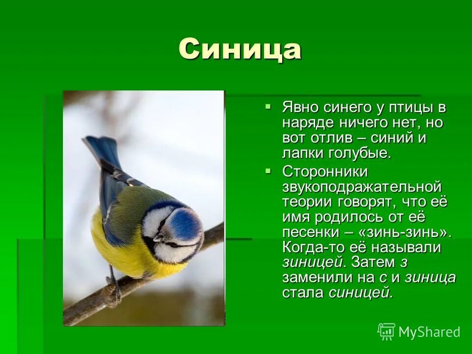 Доклад про синичку. Синица вариант 1. Описание синички. Синица описание. Определи тему текста синица.