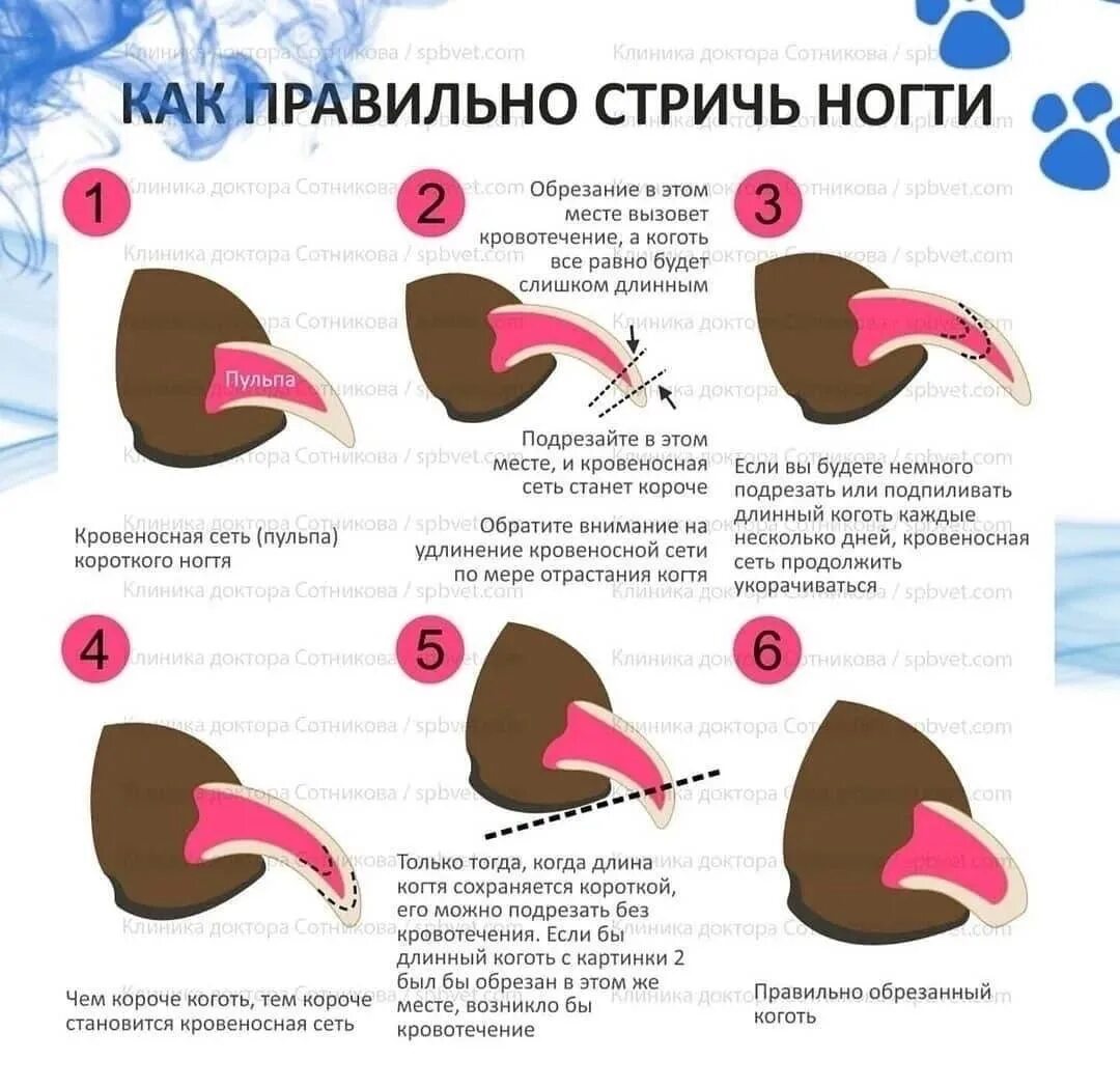 Как правильно срезать ноготь. Схема обрезки когтей у собак. правильно стричь когти собаке когтерезкой. как обрезать когти собаке. как правильно подстричь ногти собаке.