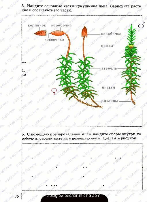 Кукушкин лен схема растения. Строение мха Кукушкин лен рисунок. Основные части мха Кукушкин лен. Кукушкин лен биология. Кукушкин лен основные части растения.