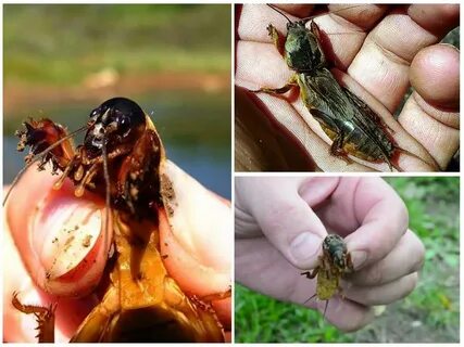 Опасны ли для человека жуки