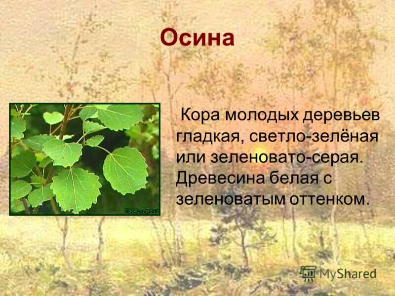 Осина дерево полезные. Осина обыкновенная. Осина дерево описание. Доклад про осину. Как появилась поговорка дрожит как осиновый лист