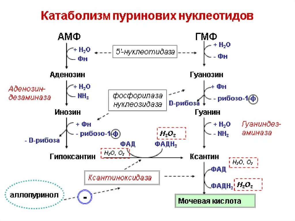 Биосинтез и расщепление. Распад пиримидиновых нуклеотидов биохимия схема. Схема катаболизма пиримидиновых оснований. Синтез пиримидиновых нуклеотидов и их катаболизм. Схема синтеза и распада пиримидиновых нуклеотидов.