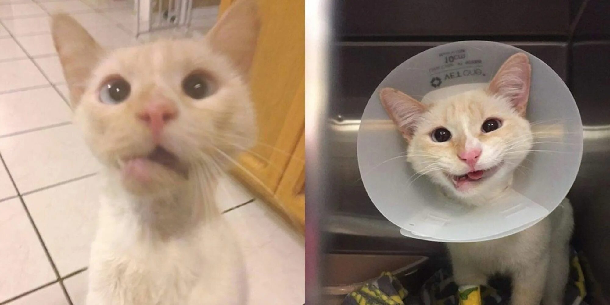 Can you turn cat into pet. Can you turn cat into pet