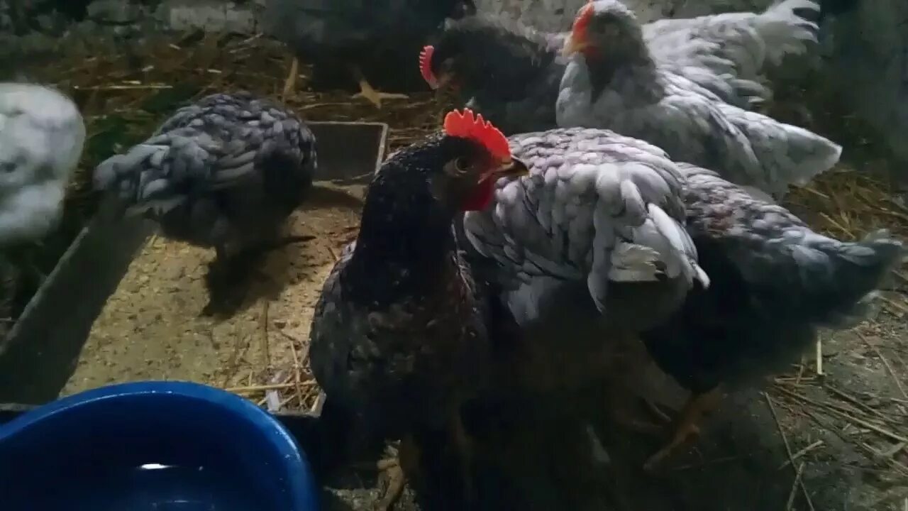 Доминант голубой д. Куры несушки доминант д107. несушка доминант 107. доминант голубой д 107. доминант д 107 цыплята.