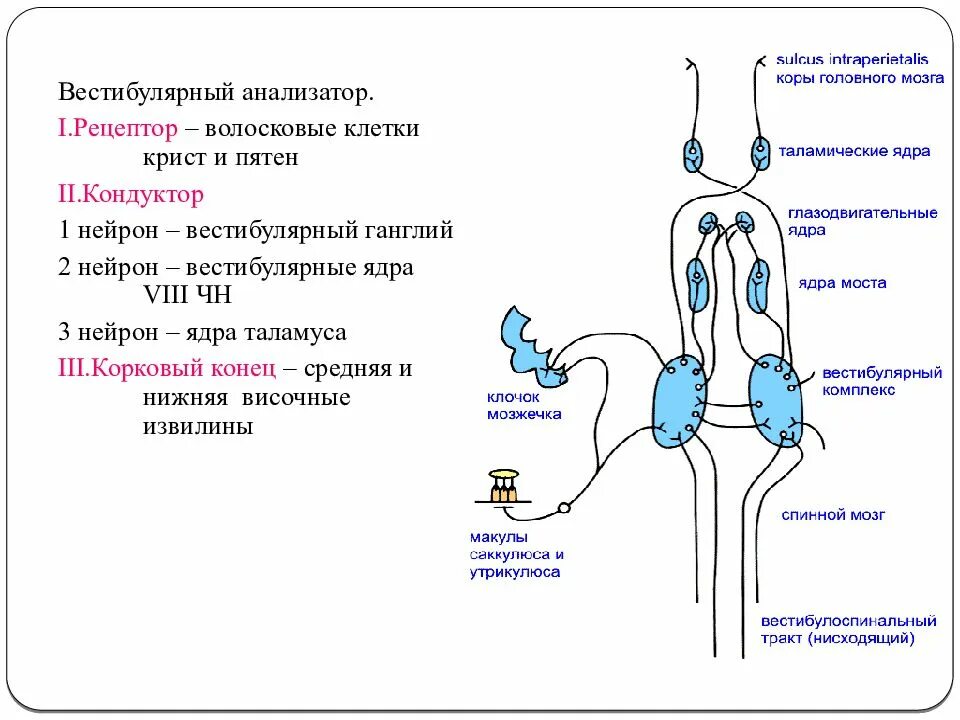 Вестибулярный анализатор отделы периферический проводниковый. Корковые вестибулярного анализатора. Строение вестибулярного рецептора. Отдел проводниковый нерв вестибулярный анализатор.