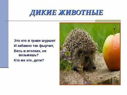 Кто это же животное