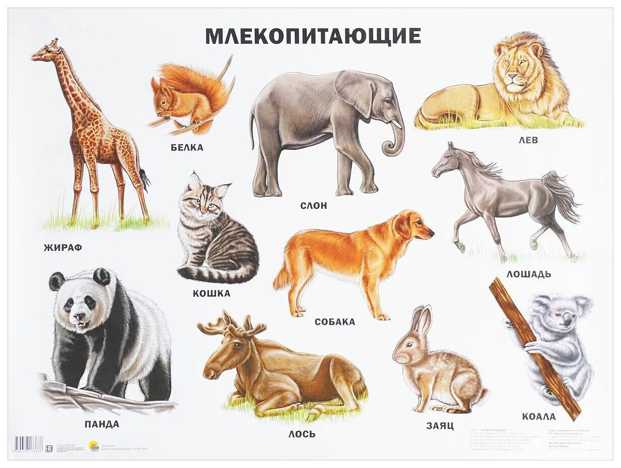 Млекопитающие. Млекопитающие звери. Млекопитающие для детей. Виды животных названия.