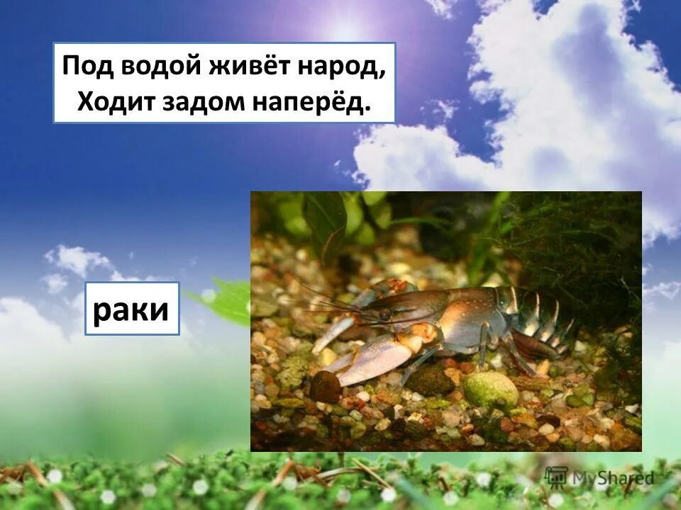 обитатели в прудах с клешнями. членистоногие ходит задом наперед. членистоногие выделительная. кто живет в песке. загадка под водой живет народ ходит задом наперед отгадка.