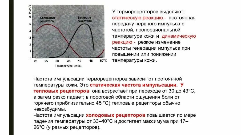 Температурный анализатор рецепторы. Механизм возбуждения терморецепторов кожи. Механизм возбуждения терморецепторов кожи схема. Статическая реакция терморецепторов.