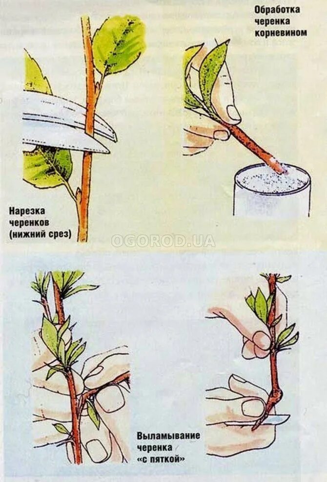 Как черенковать магнолию