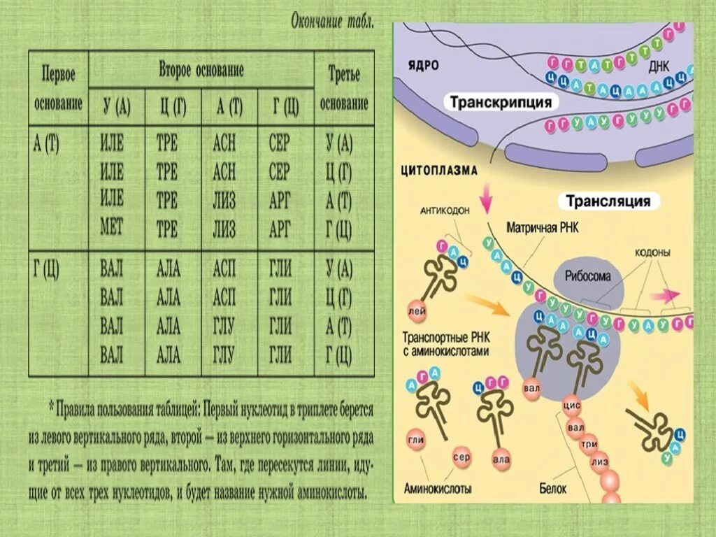 Схема 2 этапа биосинтеза белка в живой клетке. Биосинтез белка 9 класс биология. Синтез белка по биологии 9 класс. Названия этапов биосинтеза белка