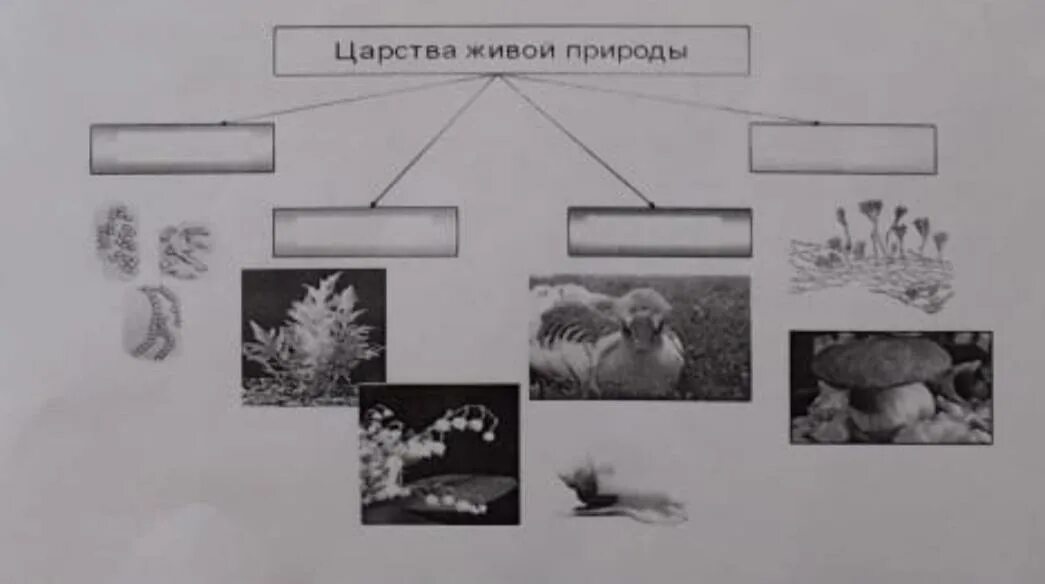 Какие организмы относятся к данной группе. Царства живой природы. Бактерии грибы животные. Царства к которым принадлежат микроорганизмы. 1 Класс царства в природе.