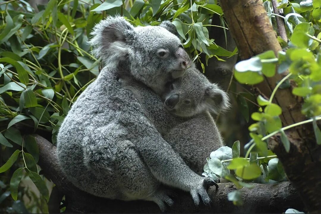 Коала сумчатое. Коала сумчатая с детенышем. Коала с детенышем. Сумка коалы.