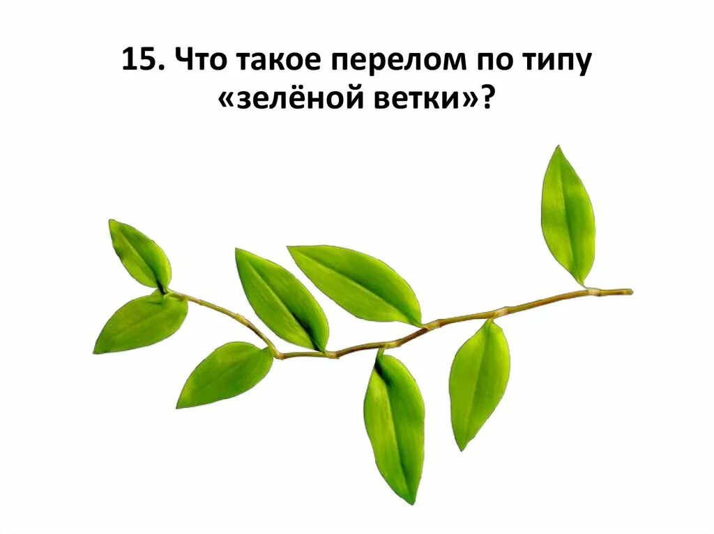 Как называется ветка с листьями. Зеленая веточка. ветка с листьями. веточка с листочками. веточка с листиками.