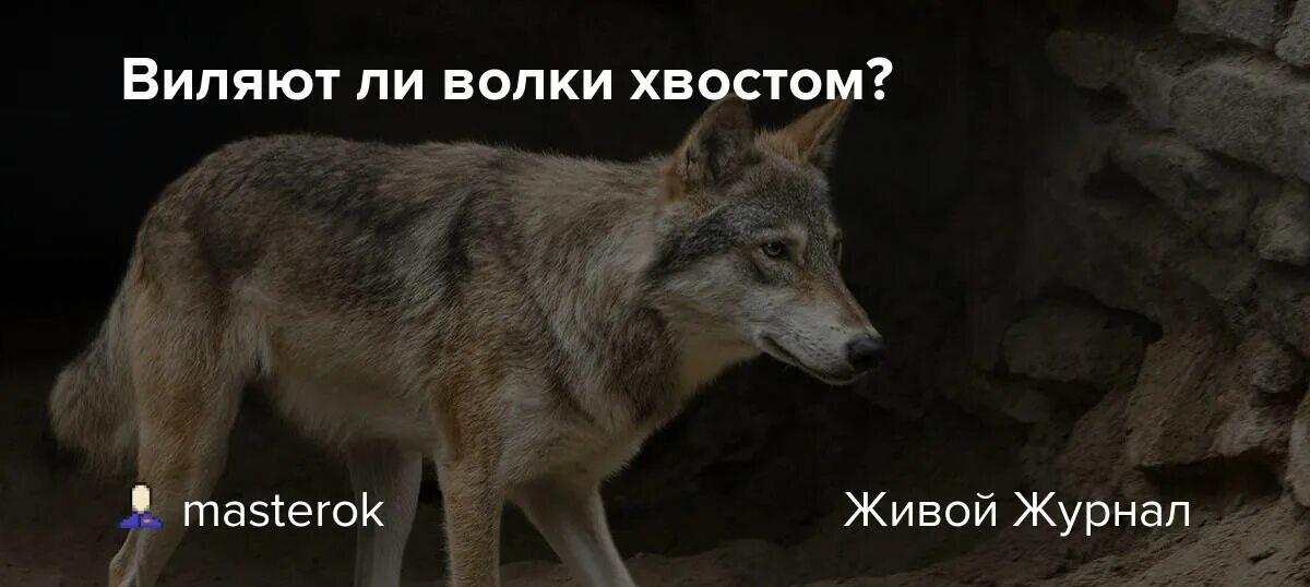 Песни волки хвост. Мёрзни мёрзни волчий хвост сказка. Волчья песня книга. Коты воители коршун. Волчий хвост воина.