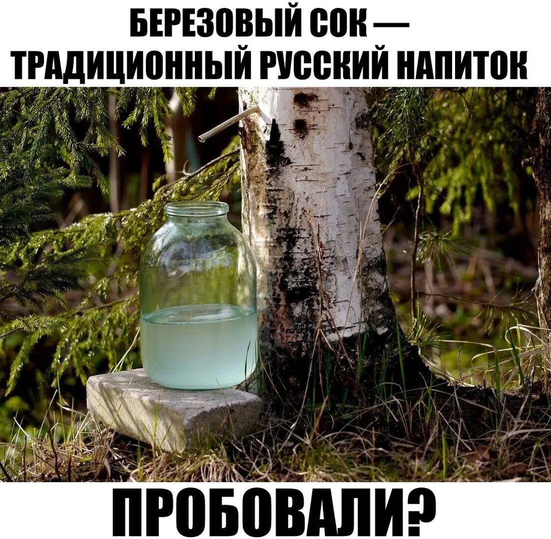 Пью березовый сок. Сбор березового сока. сбор сока березы. береза и березовый сок. сбор березового сока картинки.