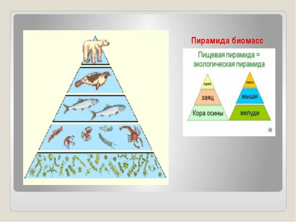 Экологическая пирамида биоценоза. Пирамида биомассы наземной экосистемы. Пирамида бомасса биология. Экологические пирамиды пирамида биомасс. Экологическая пирамида биогеоценоза.