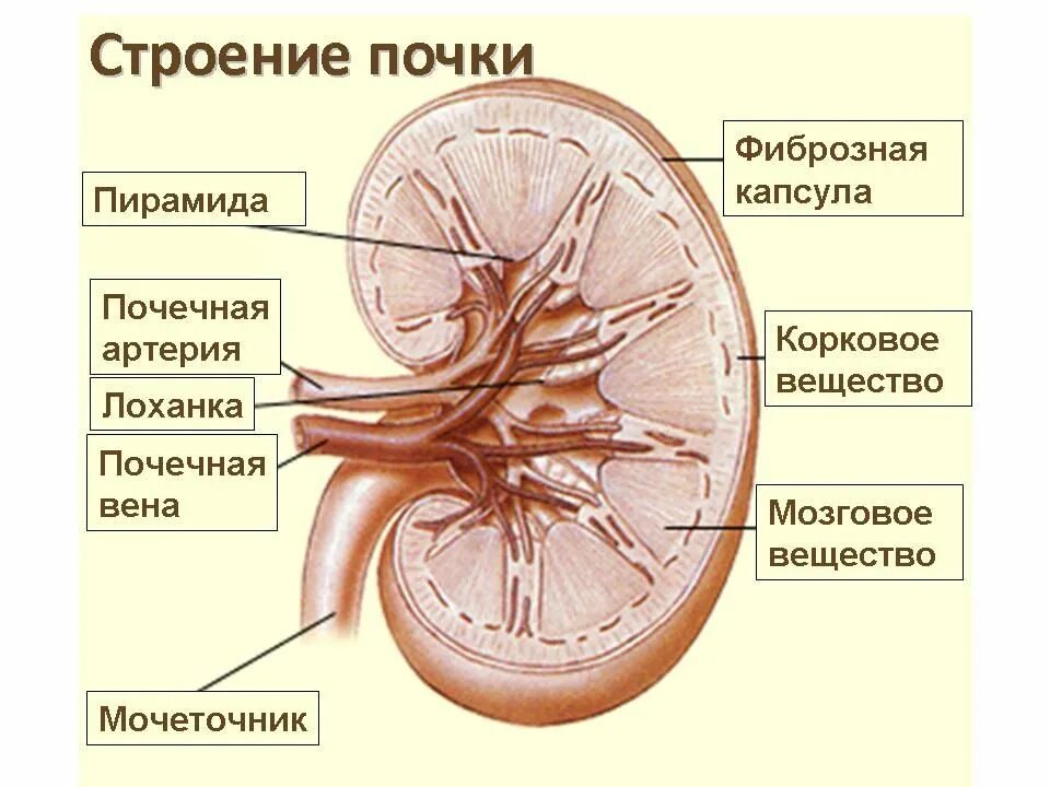 Сколько весила почка. Строение почки человека анатомия. Внутреннее строение почки анатомия. Почечная лоханка строение анатомия. Внутреннее строение почки схема.