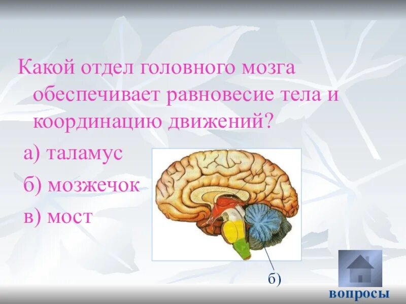 Вопросы по головному мозгу. Отделы головного мозга. Отдел головного мозга за координацию движения. Координацию движений обеспечивают отделы мозга. Отделы головного мозга отвечающие за движение.