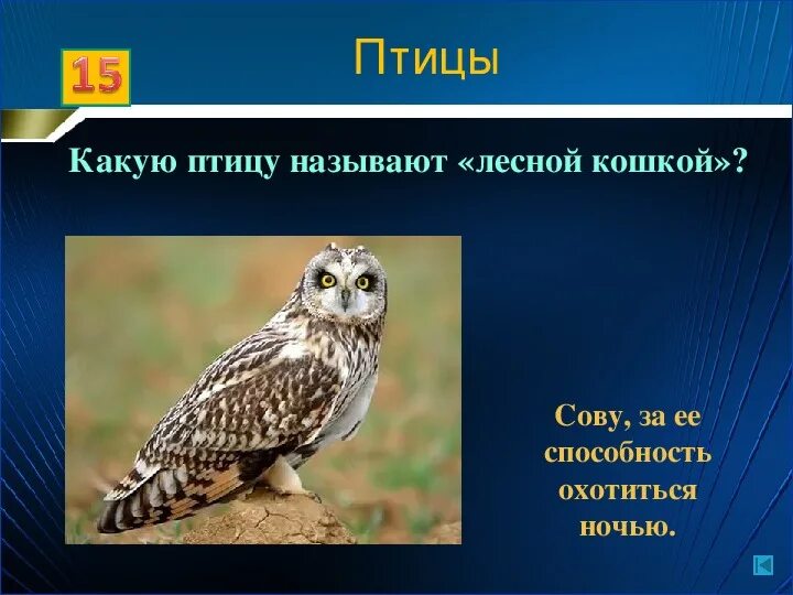 Какую птицу называют. Многообразие животных 7 класс биология. какую птицу называют лесной флейтой и лесной кошкой. почему иволгу называют лесной кошкой.