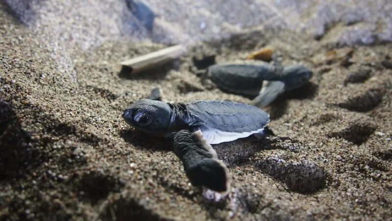 черная морская черепаха. морские черепахи на кипре. коста рика черепахи. черепаха черепаха 5 0. помощь черепахе.