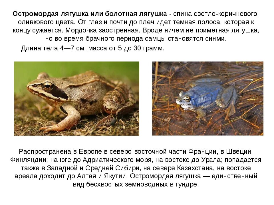Остромордая Болотная лягушка. Место обитания остромордой лягушек. Остромордая лягушка самец. Строение остромордой лягушки.