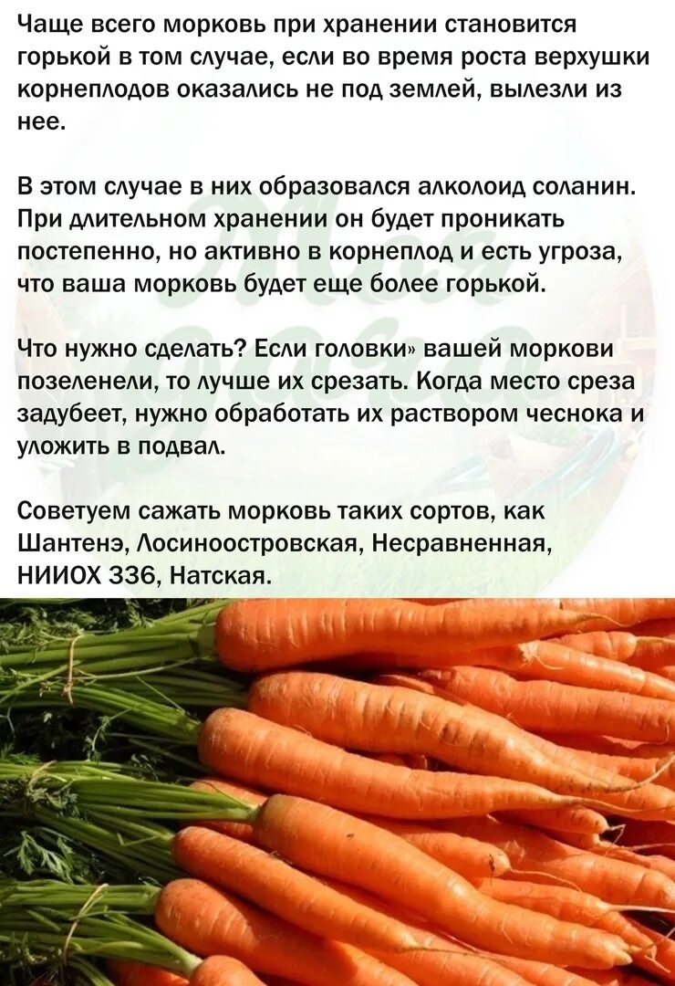 Можно есть морковь на ночь. Сколько нужно есть моркови чтобы стать оранжевый. Сколько нужно есть морковки чтобы стать оранжевым. Сколько нужно съесть морковки чтобы стать оранжевым. Скока нужно есть Марковки чтобы стать оранжевым.