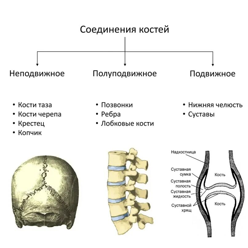 Правильное соединение костей. Неподвижные полуподвижные и подвижные соединения костей. Соединение костей черепа подвижное неподвижное полуподвижное. Неподвижное соединение костей называется. Типы соединения костей таблица.
