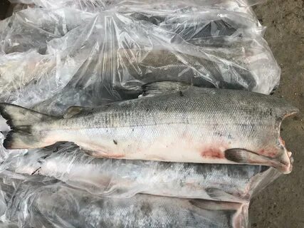Кета рыба мороженная