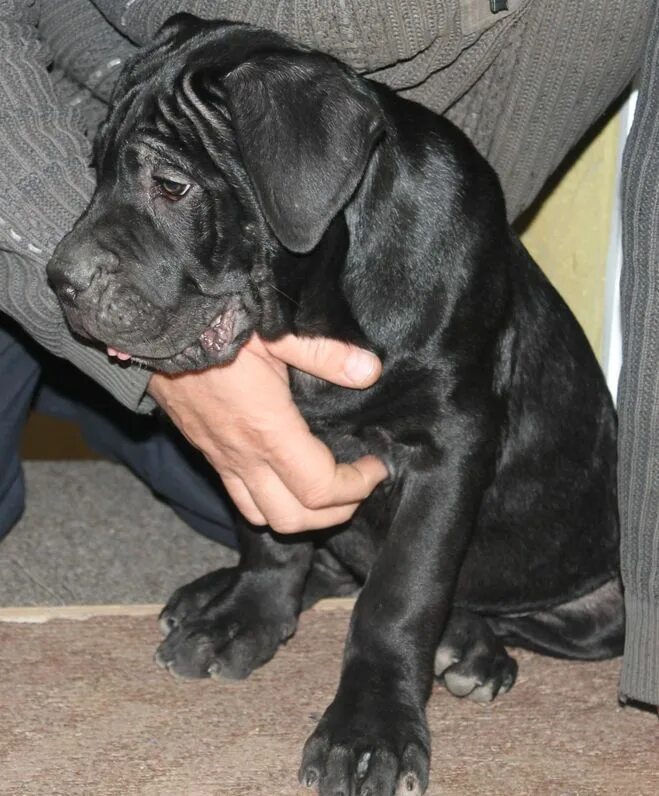 рожденные щенки кане корсо. 2 кане корсо. кане корсо черный. новорождённые щенки кане корсо. канакорса не купированный.