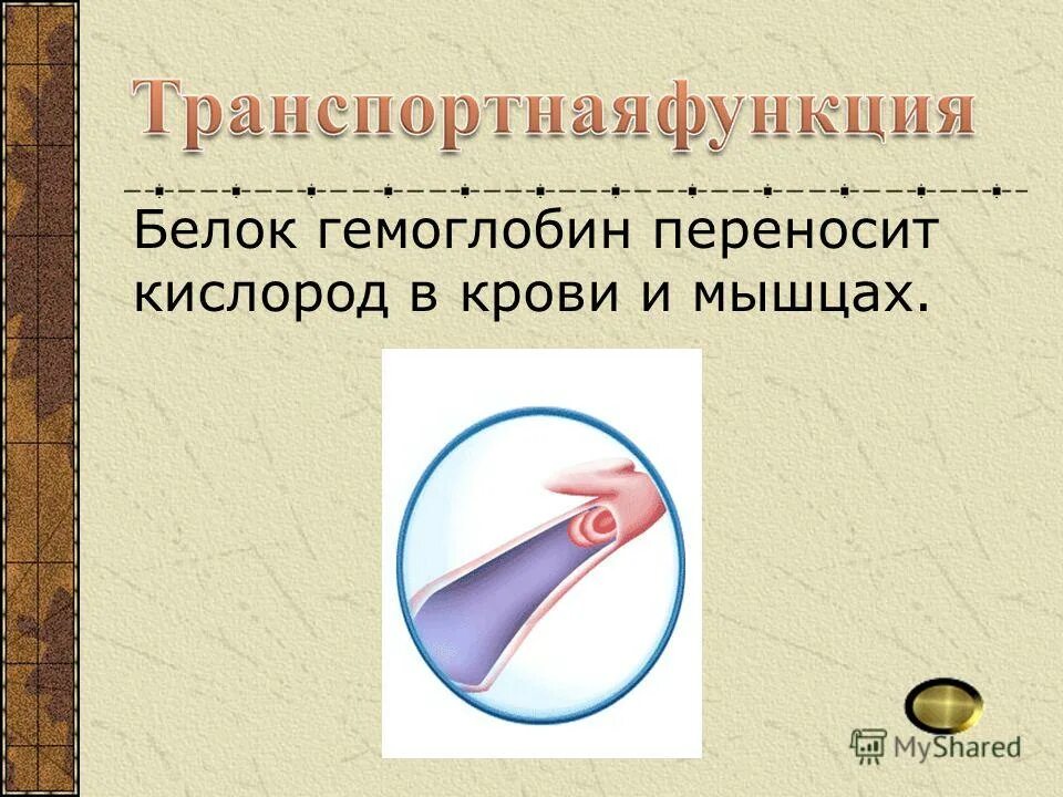 какой белок переносит кислород