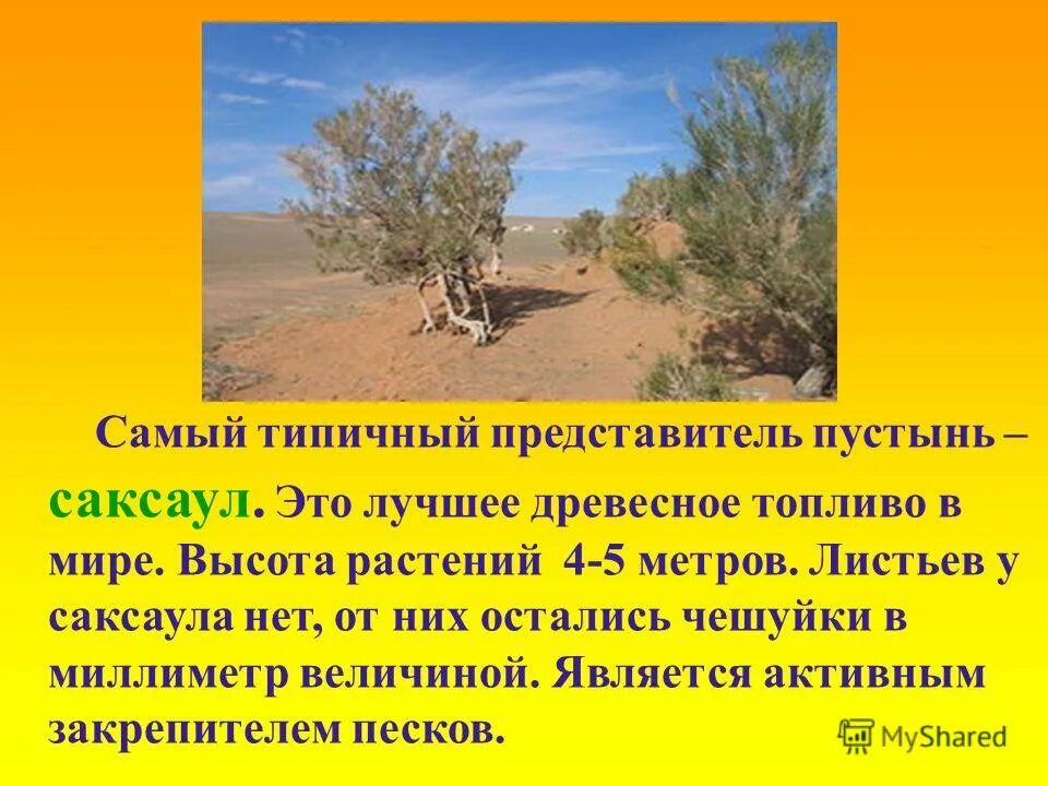 Саксаул природная зона обитания. Саксаул растение пустыни. Информация о растениях в пустыне. Растения пустыни 4 класс. Растения пустыни доклад.