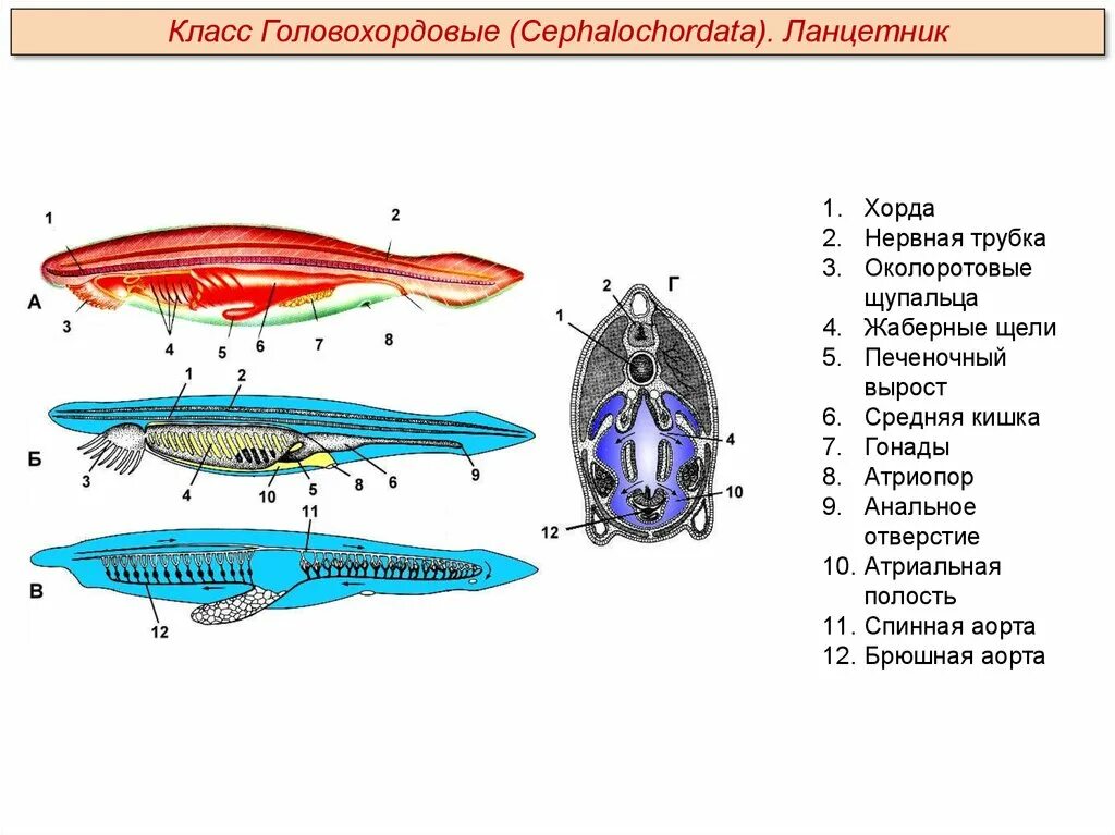 Класс рыбы ланцетники. Классификация ланцетника обыкновенного. Головохордовые ланцетник. Ланцетник хорда нервная трубка. Тип Бесчерепные класс Ланцетники.