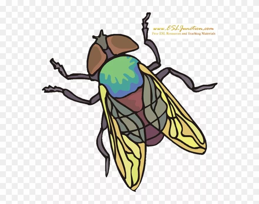 Fly flashcards