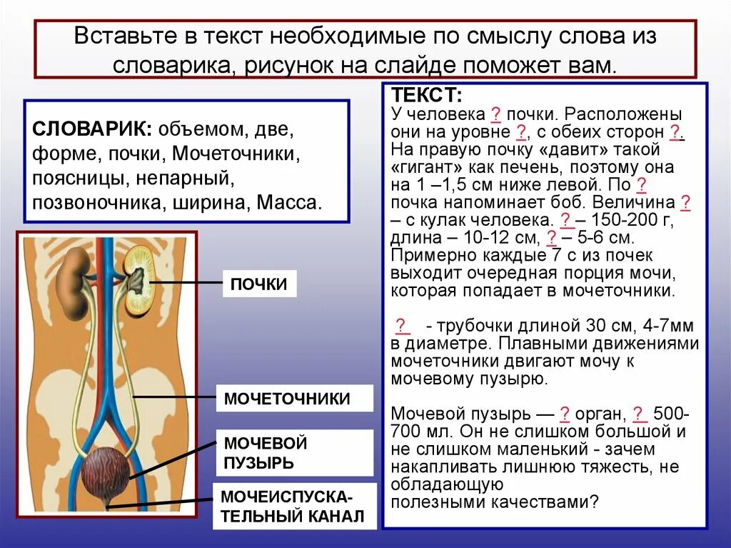 Мочеточник соединяет почку с. Выделительная система биология 8 класс. Органы мочевыделительной системы. Строение и функции органов мочевыделительной системы. Выделение органы мочевыделительной системы.