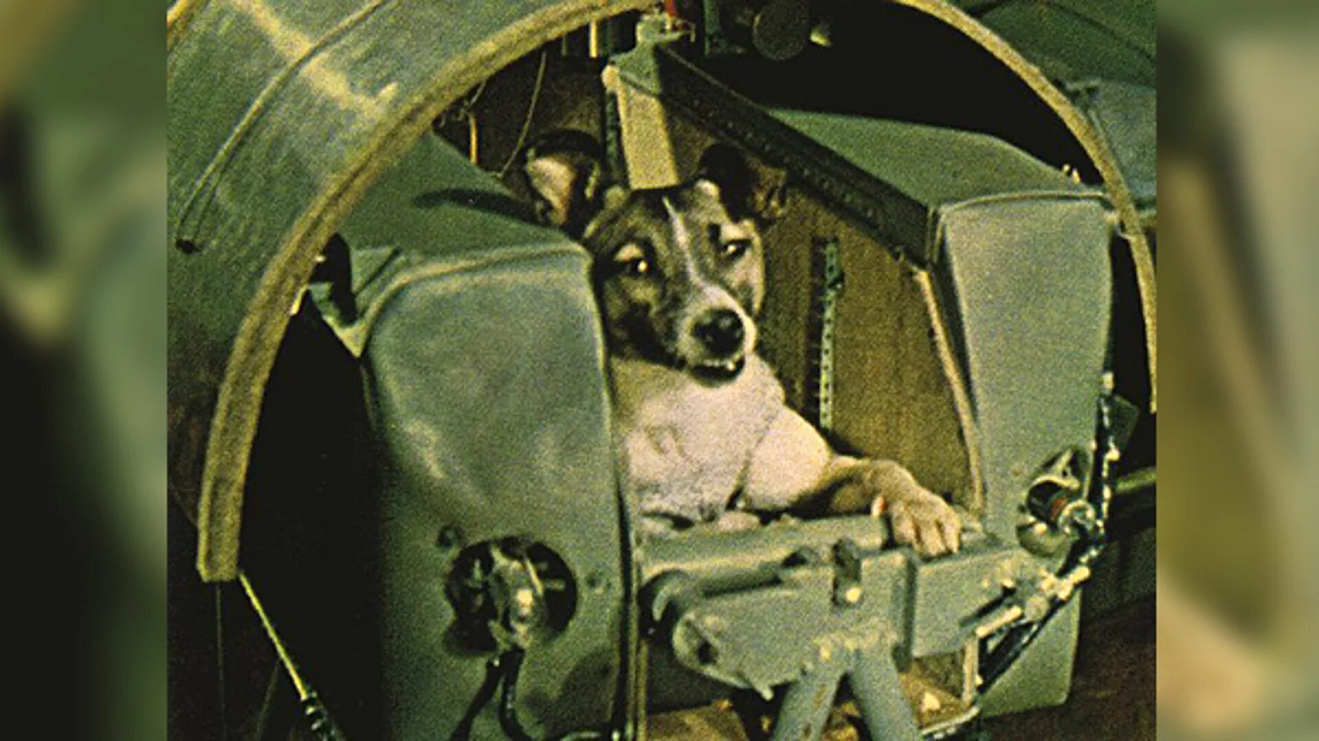 Кличка первой собаки полетевшей в космос. Лайка полет в космос. Первое живое существо в космосе. Рассказ первые в космосе полетела собака лайка. Выжила собака лайка в космосе.