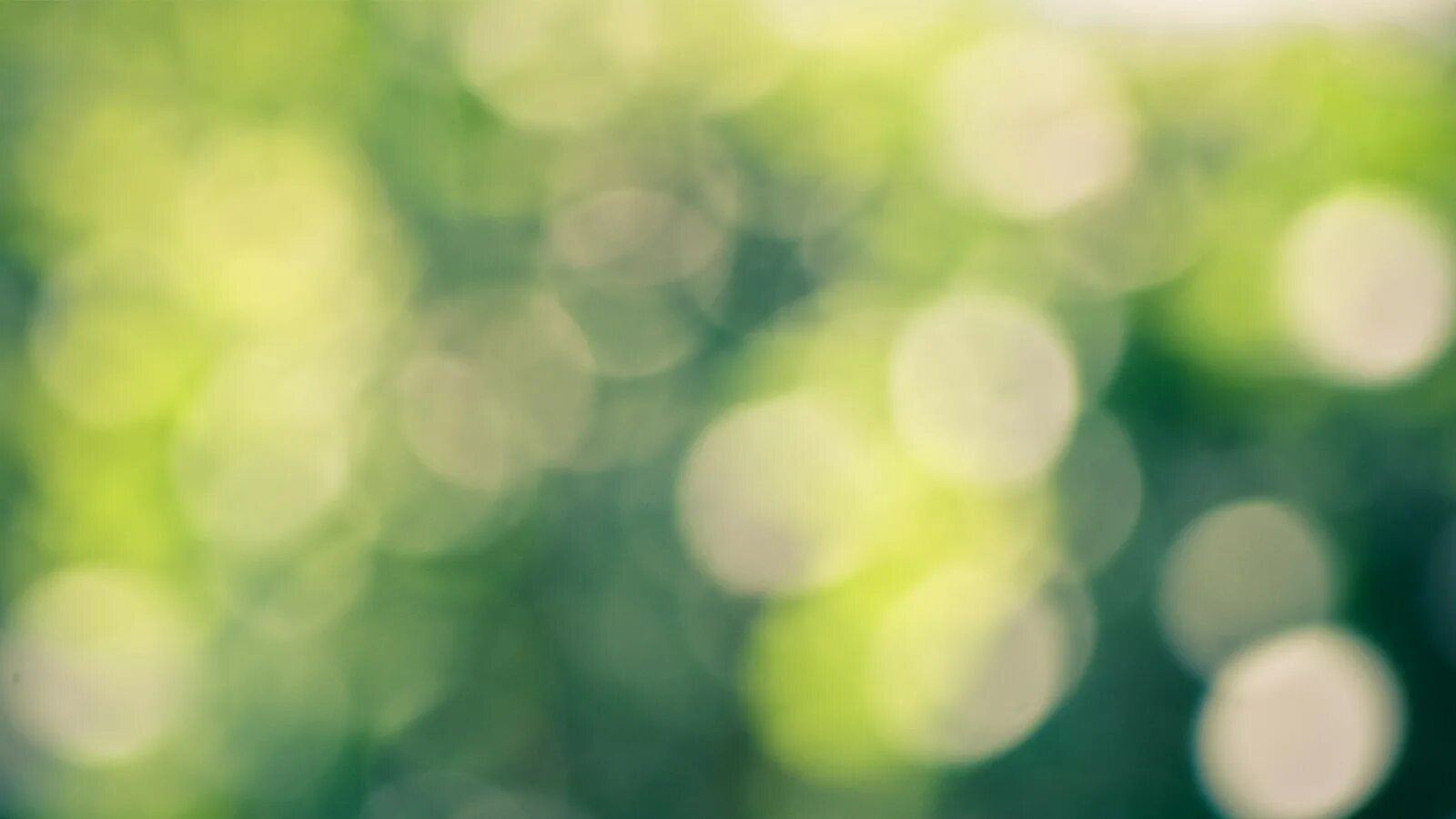 Зеленый блик на фото Stars Pine Vídeos stock Vídeos em 4K e HD Shutterstock