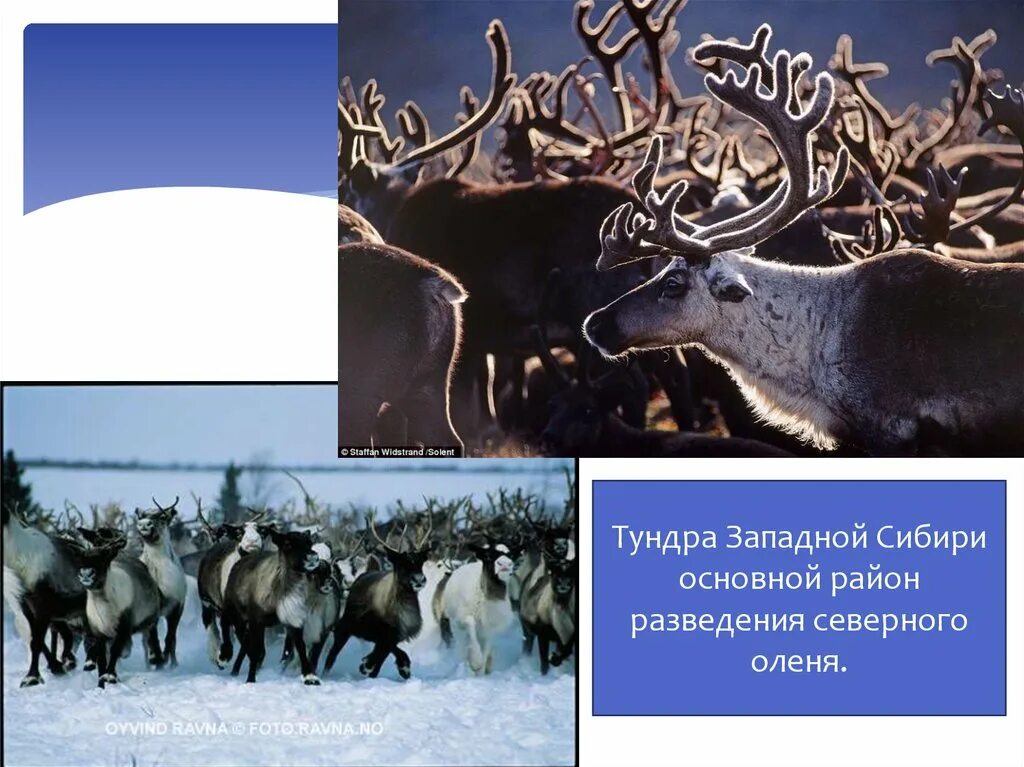 Тундра западно сибирской равнины. Западно Сибирская тундра. Тундра Западной Сибири. Основной район разведения Северного оленя Западная Сибирь. Сибирь тундра.