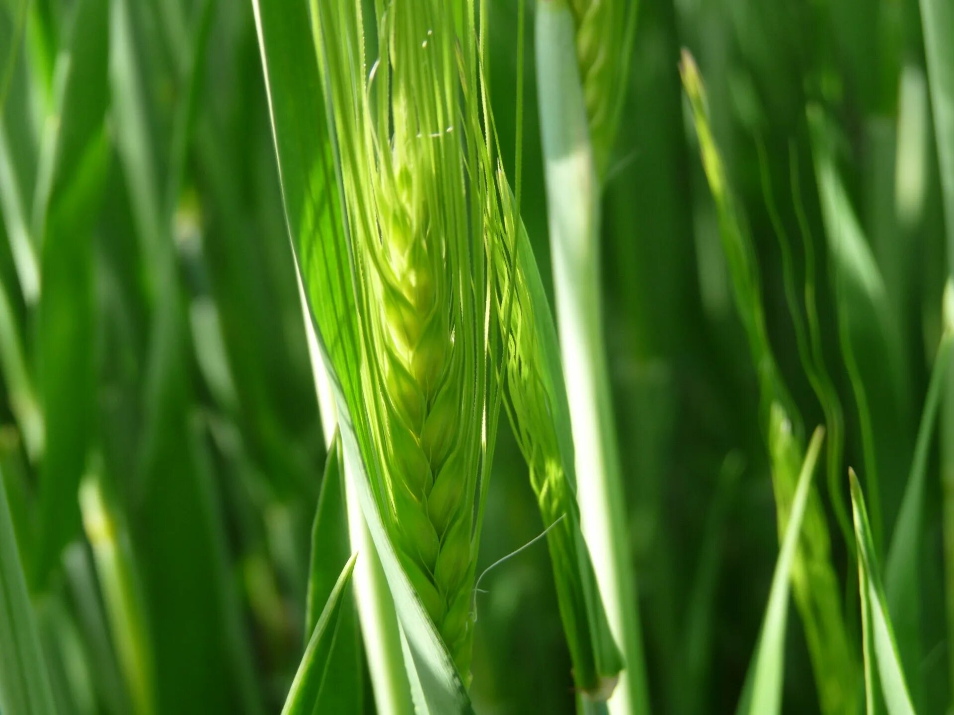 Grain. Green Grain. Grain growing. Cereale. Up field