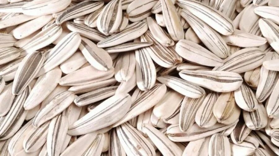 белые семечки. семечки черно белые как называются. белые семечки на черном фоне. как выращивают белые семечки. семечка текстура.