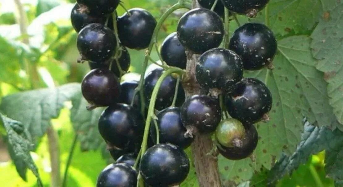 Самый крупноплодный сорт смородины. Смородина селеченская куст. сорт смородины селеченская.