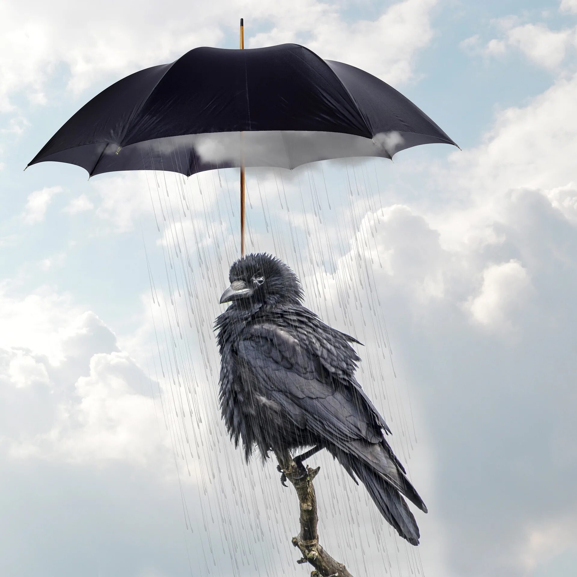 Зонтик сидит. Ворона под дождем. Ворон под дождем. Под дождем. Зонтик.