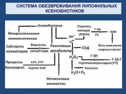 Микросомальные ферменты печени примеры