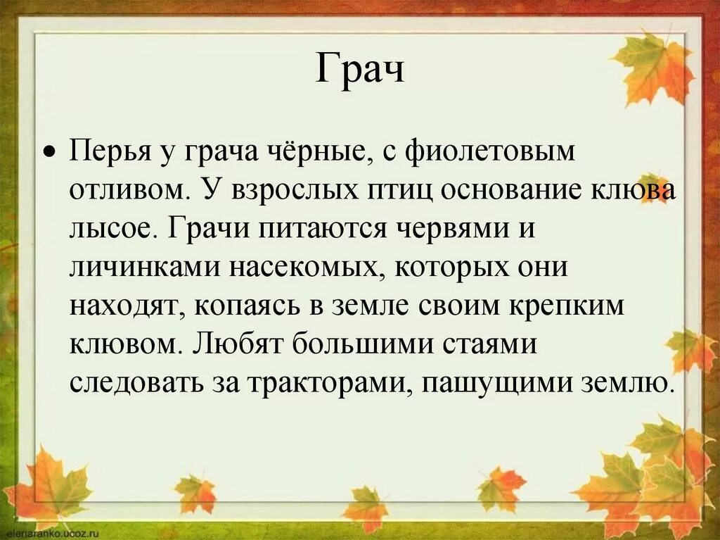 Перелетные птицы Оренбургской области. Рассказ про грачей. Предложения про грачей. Несколько предложений о Грачах.