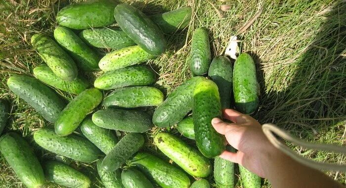 Огурцы срывают. Сбор урожая огурцов. Огурцы сортов зико. Огурцы в теплице. Капельное орошение огурцов в открытом грунте.