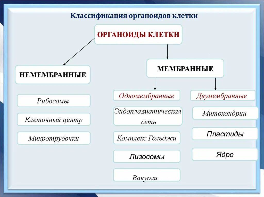 Лизосомы двумембранные. Двумембранные органеллы клетки. Немембранные органоиды схема. Органоиды клетки LDE VTV,hfyyst. Немембранные органоиды клетки классификация.