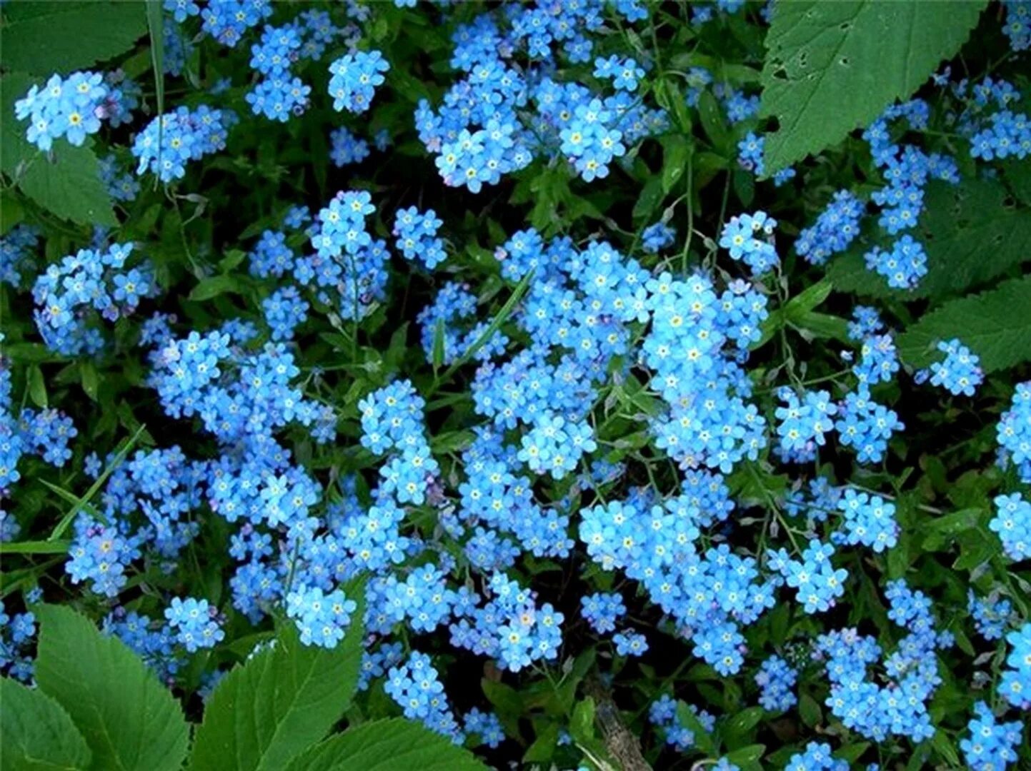 Незабудка стелющаяся многолетняя. Незабудка Чекановского Myosotis czekanowskii. Незабудка Садовая голубая многолетняя. Незабудка почвопокровная. Незабудка похожие