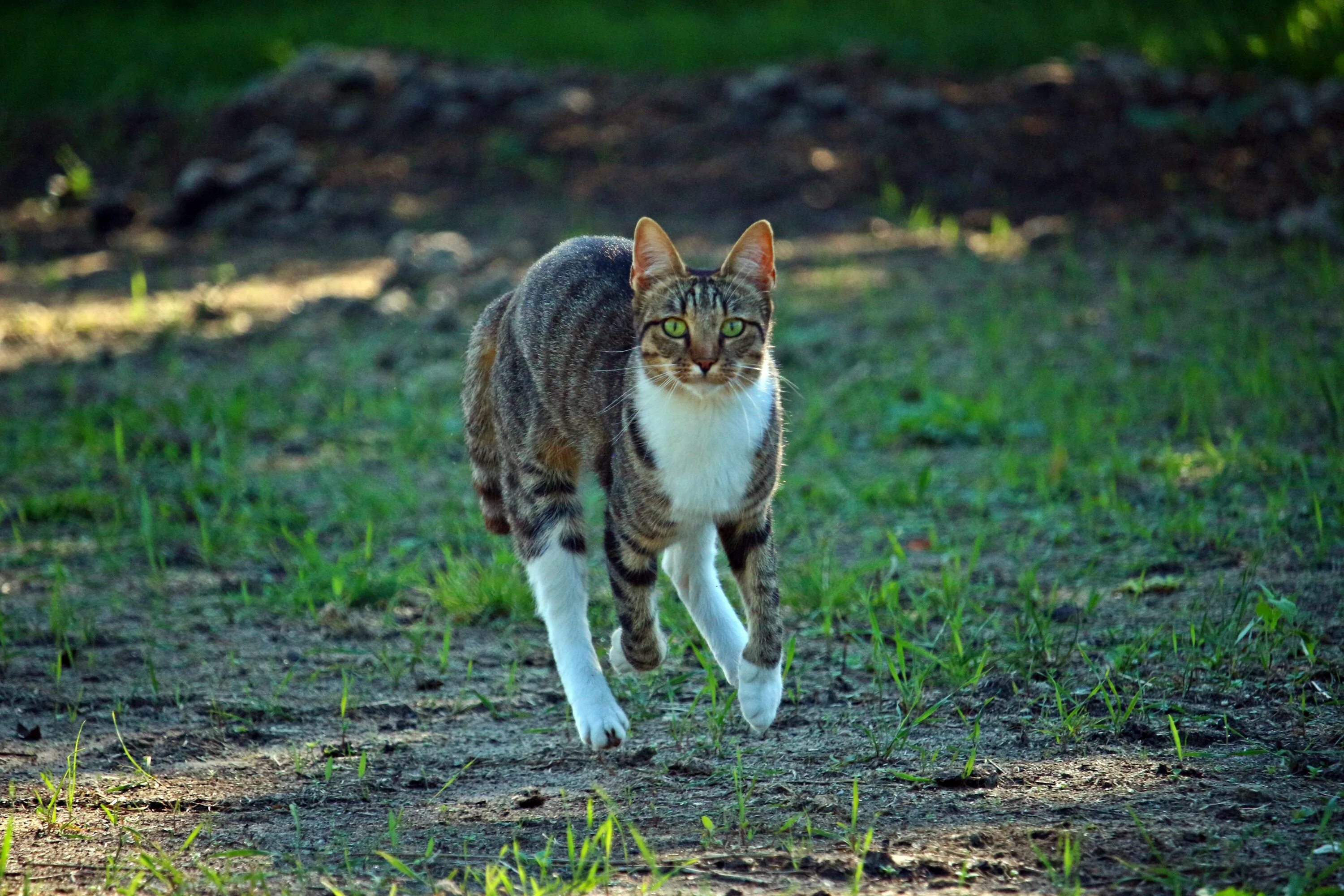 Кошка бежит. Кошачьи бега. Кот убегает. Кошка охотится.